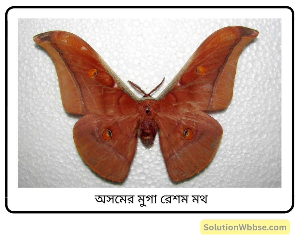 মাধ্যমিক জীবন বিজ্ঞান – পরিবেশ, তার সম্পদ এবং তাদের সংরক্ষণ – জীববৈচিত্র্য এবং সংরক্ষণ – জীববৈচিত্র্যের গুরুত্ব, জীববৈচিত্র্যের হটস্পট, জীববৈচিত্র্যের হ্রাস ও সুন্দরবনের পরিবেশগত সমস্যা – সংক্ষিপ্ত প্রশ্নোত্তর 4 এনডেমিক প্রজাতি - অসমের মুগা রেশম মথ