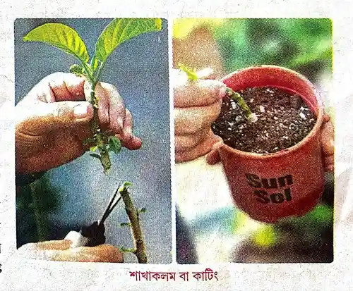 কাটিং বা শাখাকলমের দ্বারা