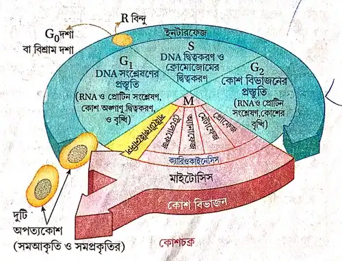 কোশচক্রের বিভিন্ন দশা