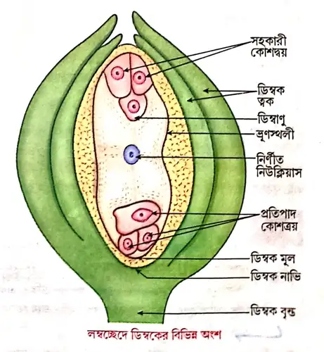 ডিম্বক কী লম্বচ্ছেদে ডিম্বকের চিহ্নিত চিত্রসহ গঠন বর্ণনা করো।