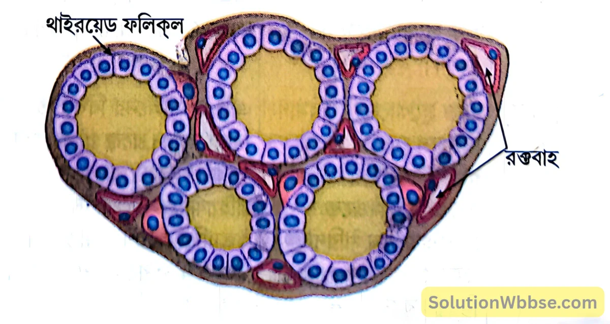 থাইবক্সিনের উৎস