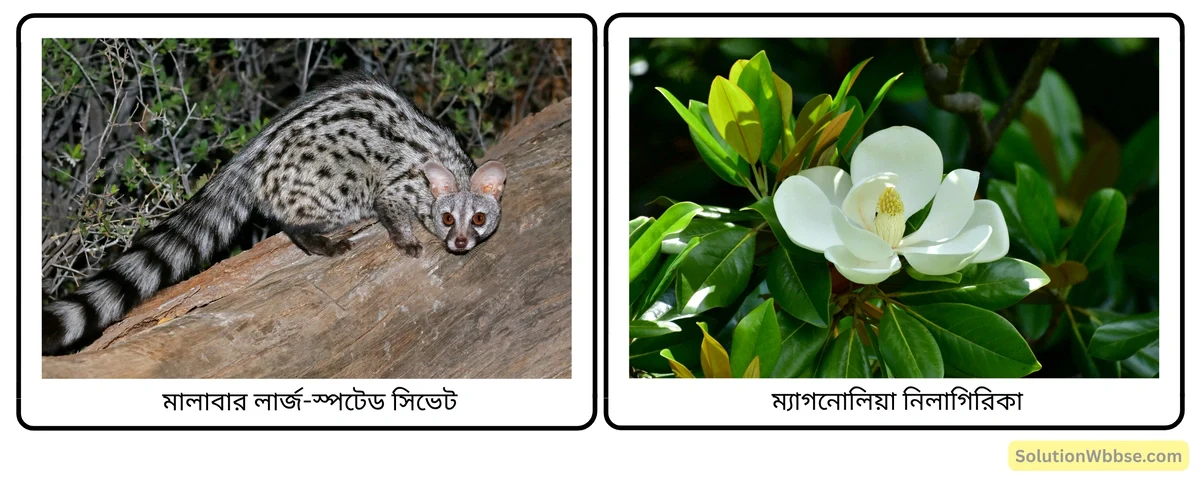 মাধ্যমিক জীবন বিজ্ঞান – পরিবেশ, তার সম্পদ এবং তাদের সংরক্ষণ – জীববৈচিত্র্য এবং সংরক্ষণ – জীববৈচিত্র্যের গুরুত্ব, জীববৈচিত্র্যের হটস্পট, জীববৈচিত্র্যের হ্রাস ও সুন্দরবনের পরিবেশগত সমস্যা – সংক্ষিপ্ত প্রশ্নোত্তর 5 পশ্চিমঘাট ও শ্রীলঙ্কা হটস্পটে প্রাপ্ত জীব-