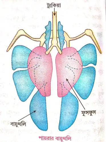 পায়রার বায়ুথলি