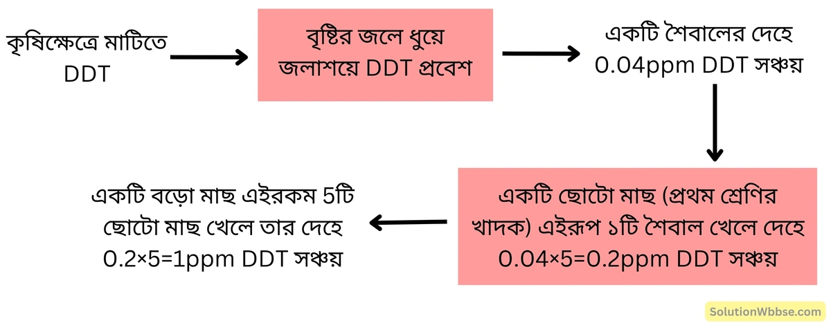 মাধ্যমিক জীবন বিজ্ঞান — পরিবেশ তার সম্পদ এবং তাদের সংরক্ষণ — পরিবেশদূষন — রচনাধর্মী প্রশ্নোত্তর 6 পুষ্টির স্তরে দূষকের ক্রমপ্রবাহ