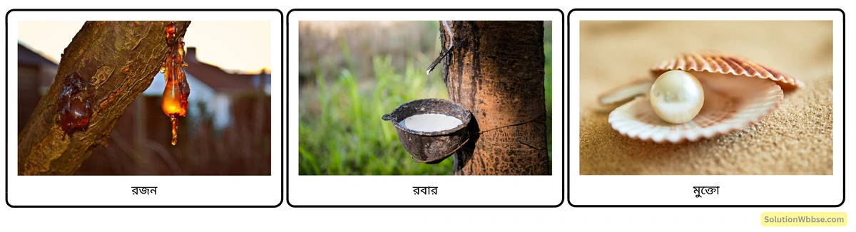 মাধ্যমিক জীবন বিজ্ঞান – পরিবেশ, তার সম্পদ এবং তাদের সংরক্ষণ – জীববৈচিত্র্য এবং সংরক্ষণ – রচনাধর্মী প্রশ্নোত্তর 2 প্রকৃতি থেকে প্রাপ্ত অর্থকরী পদার্থ
