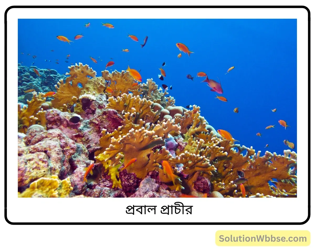 মাধ্যমিক জীবন বিজ্ঞান – পরিবেশ, তার সম্পদ এবং তাদের সংরক্ষণ – জীববৈচিত্র্য এবং সংরক্ষণ – জীববৈচিত্র্যের গুরুত্ব, জীববৈচিত্র্যের হটস্পট, জীববৈচিত্র্যের হ্রাস ও সুন্দরবনের পরিবেশগত সমস্যা – সংক্ষিপ্ত প্রশ্নোত্তর 2 প্রবাল প্রাচীর - জীববৈচিত্র্যের ভান্ডার