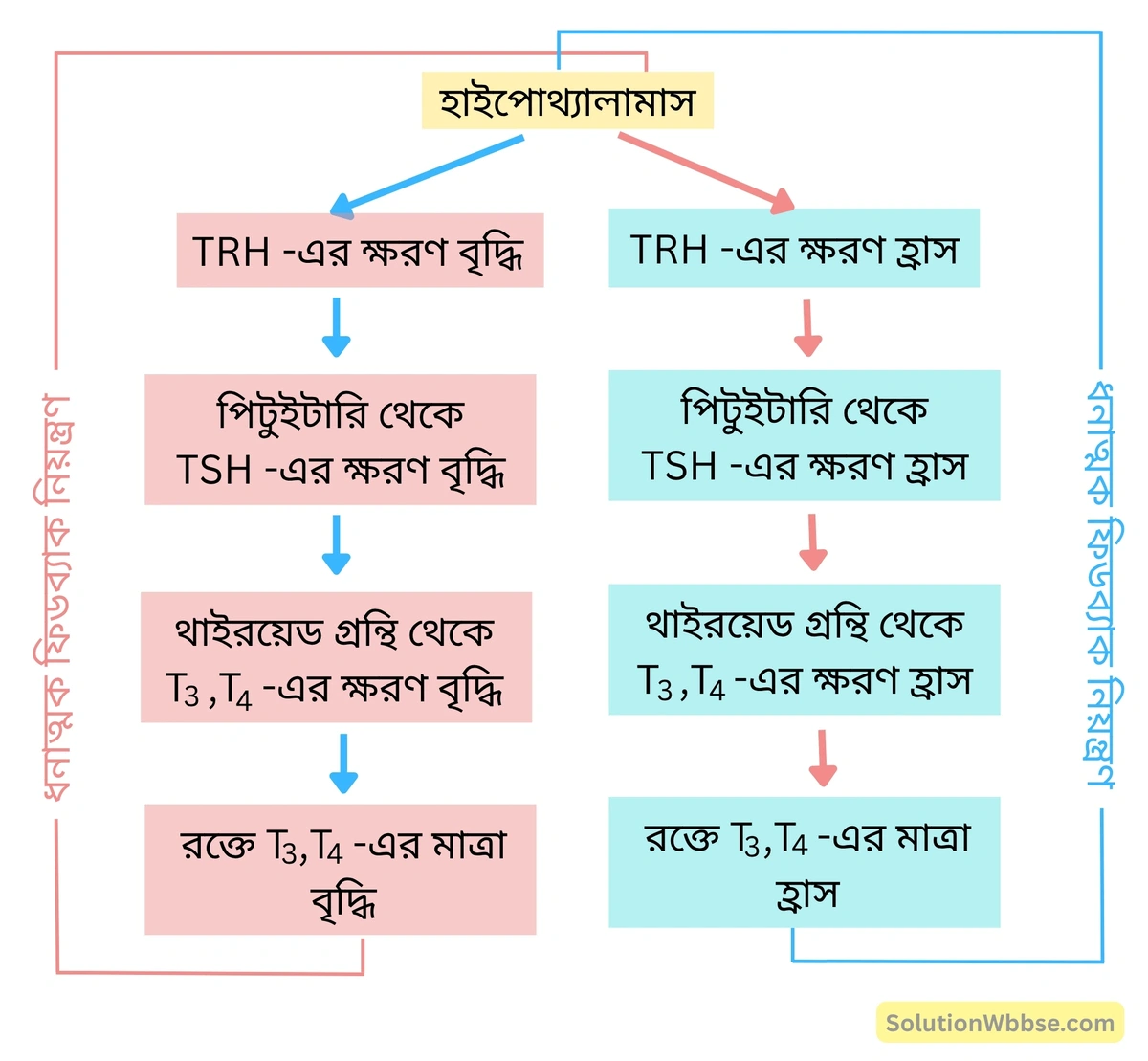 মাধ্যমিক জীবন বিজ্ঞান – জীবজগতে নিয়ন্ত্রণ ও সমন্বয় – প্রাণীদেহে সাড়া প্রদান ও রাসায়নিক সমন্বয় হরমোন – রচনাধর্মী প্রশ্নোত্তর 2 ফিডব্যাক নিয়ন্ত্রণ শব্দচিত্র-