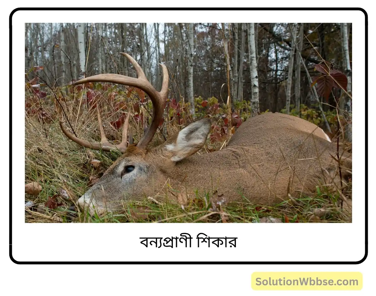 মাধ্যমিক জীবন বিজ্ঞান – পরিবেশ, তার সম্পদ এবং তাদের সংরক্ষণ – জীববৈচিত্র্য এবং সংরক্ষণ – রচনাধর্মী প্রশ্নোত্তর 4 বন্যপ্রাণী শিকার