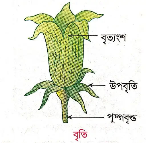 বৃতি কাকে বলে