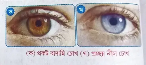 মানুষের কয়েকটি প্রকট ও প্রচ্ছন্ন বৈশিষ্ট্য হল