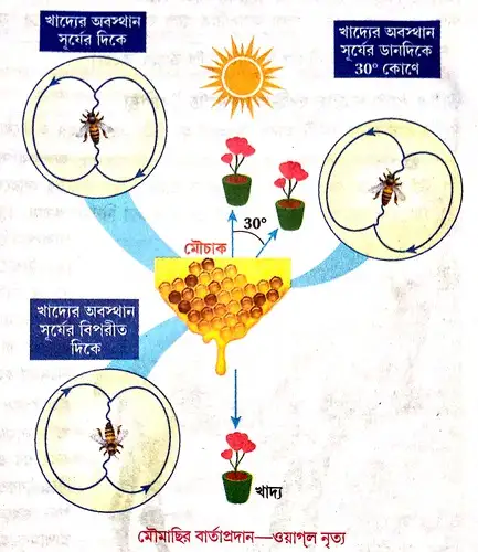 মৌনৃত্যের মাধ্যমে মৌমাছির বার্তা আদানপ্রদান কীভাবে ঘটে, তা চিত্রসহ বর্ণনা করো।