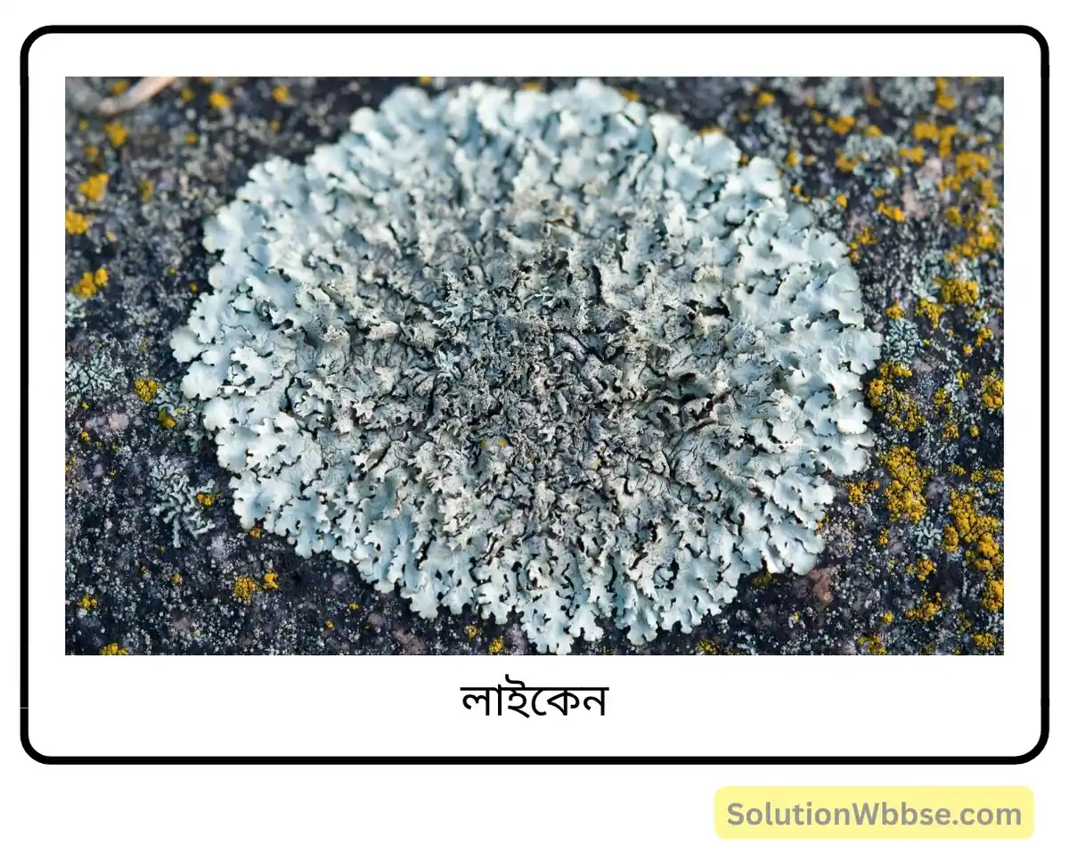মাধ্যমিক জীবন বিজ্ঞান – পরিবেশ তার সম্পদ এবং তাদের সংরক্ষণ – পরিবেশদূষন – অতিসংক্ষিপ্ত প্রশ্নোত্তর 3 লাইকেন