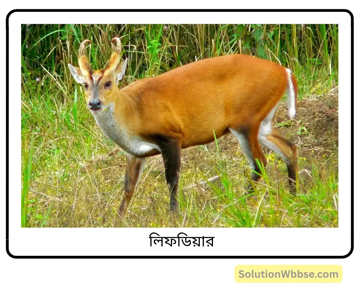 মাধ্যমিক জীবন বিজ্ঞান – পরিবেশ, তার সম্পদ এবং তাদের সংরক্ষণ – জীববৈচিত্র্য এবং সংরক্ষণ – জীববৈচিত্র্যের গুরুত্ব, জীববৈচিত্র্যের হটস্পট, জীববৈচিত্র্যের হ্রাস ও সুন্দরবনের পরিবেশগত সমস্যা – অতিসংক্ষিপ্ত প্রশ্নোত্তর 2 লিফডিয়ার