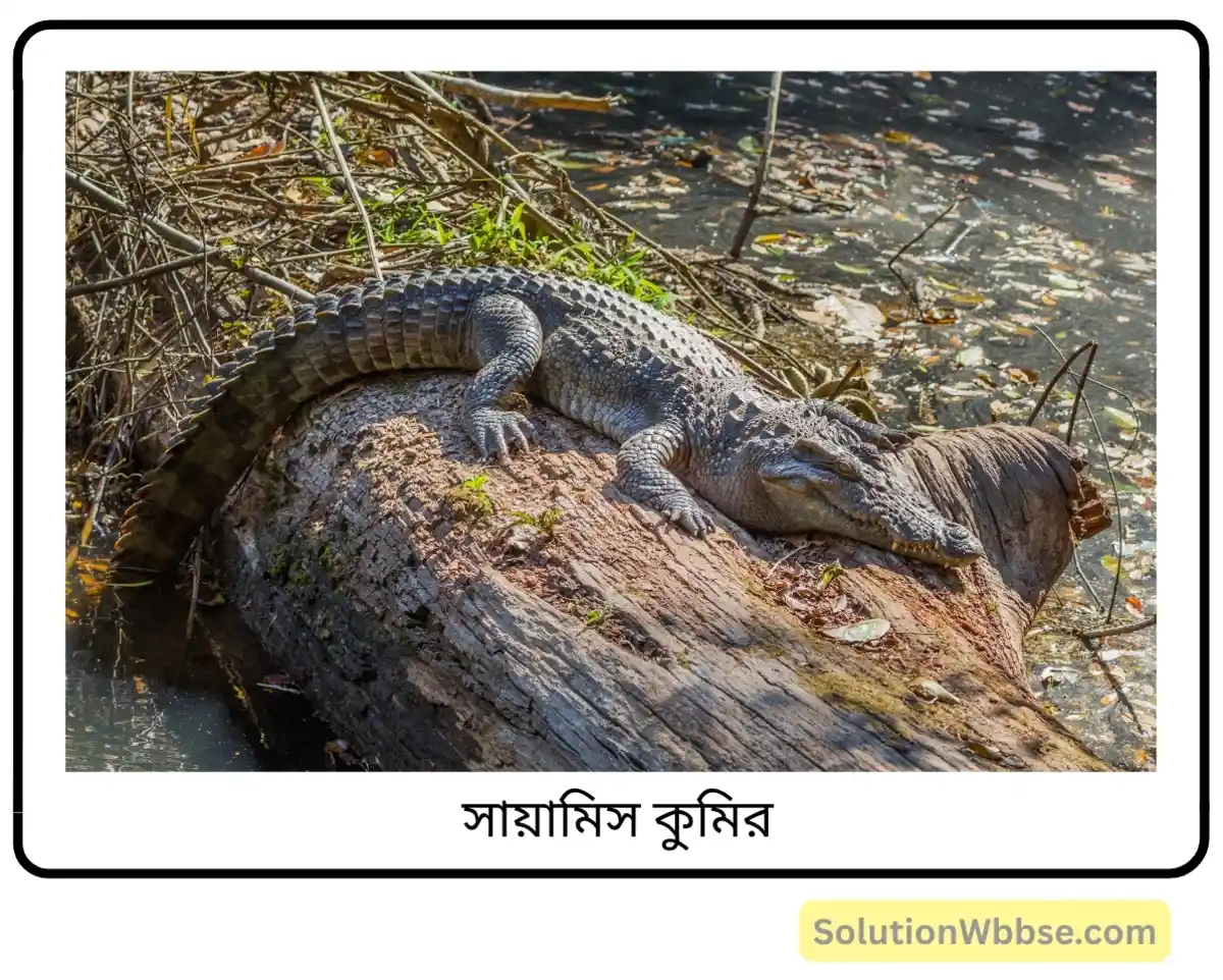 মাধ্যমিক জীবন বিজ্ঞান – পরিবেশ, তার সম্পদ এবং তাদের সংরক্ষণ – জীববৈচিত্র্য এবং সংরক্ষণ – জীববৈচিত্র্যের গুরুত্ব, জীববৈচিত্র্যের হটস্পট, জীববৈচিত্র্যের হ্রাস ও সুন্দরবনের পরিবেশগত সমস্যা – অতিসংক্ষিপ্ত প্রশ্নোত্তর 4 সায়ামিস কুমির