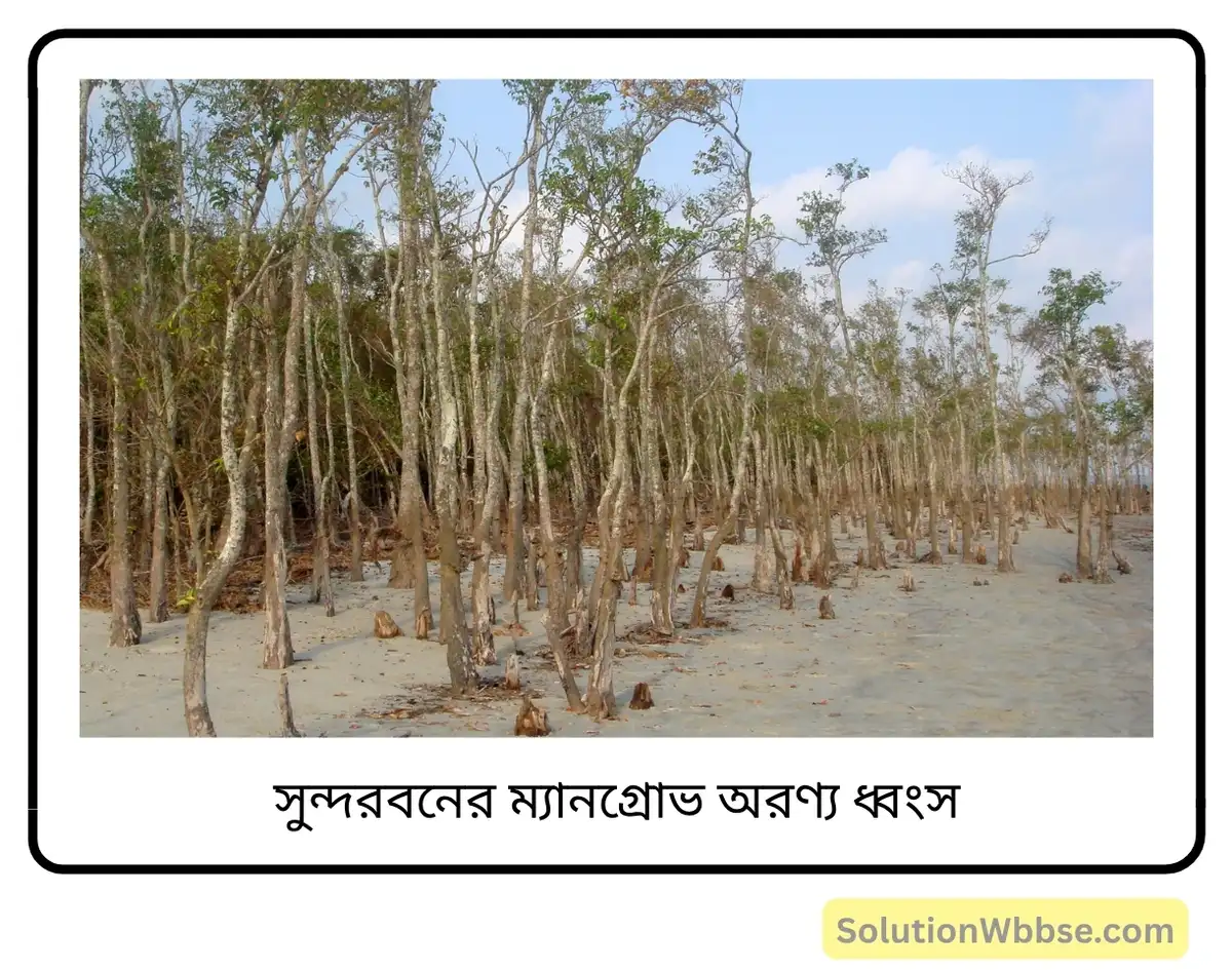 মাধ্যমিক জীবন বিজ্ঞান – পরিবেশ, তার সম্পদ এবং তাদের সংরক্ষণ – জীববৈচিত্র্য এবং সংরক্ষণ – রচনাধর্মী প্রশ্নোত্তর 5 সুন্দরবনের ম্যানগ্রোভ অরণ্য ধ্বংস