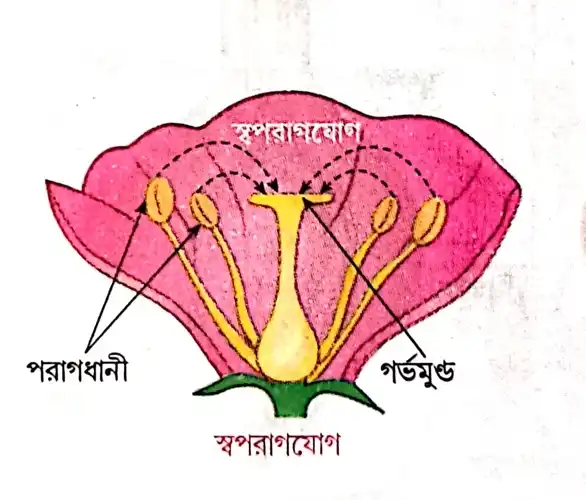 স্বপরাগযোগ