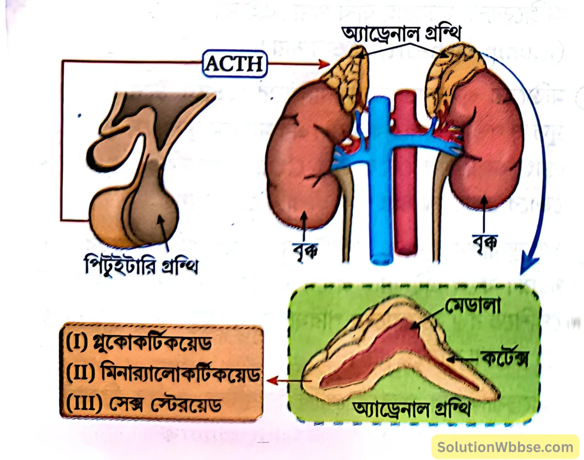 ACTH-এর কার্যের রেখাচিত্র