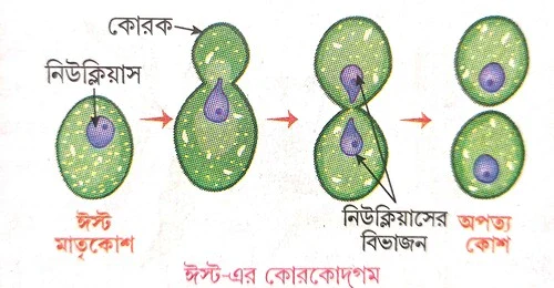 অযৌন জনন কাকে বলে