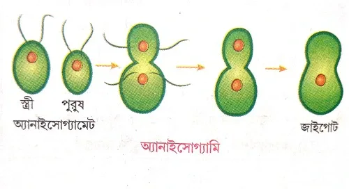 অ্যানাইসোগ্যামি কাকে বলে