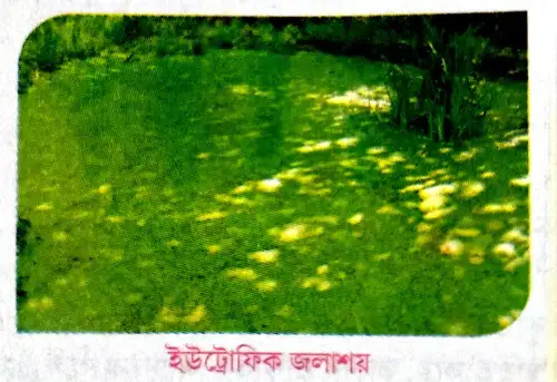 ইউট্রোফিকেশন কাকে বলে