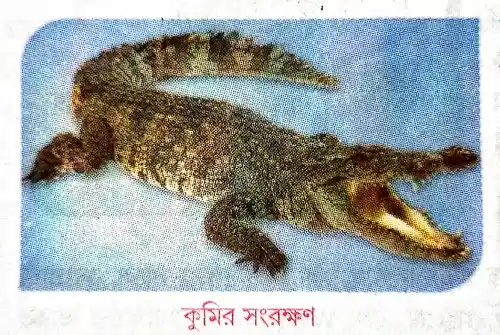 কুমির সংরক্ষণ