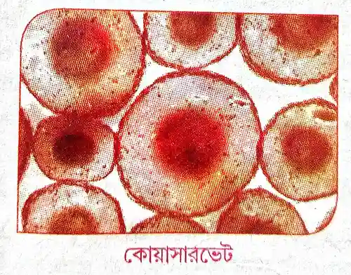 কোয়াসারভেট কী