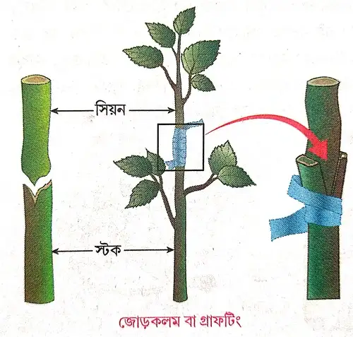 গ্রাফটিং বা জোড়কলম দ্বারা