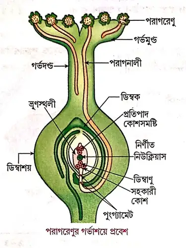 চিত্রসহ একটি সপুষ্পক উদ্ভিদের নিষেক এবং নতুন উদ্ভিদ গঠন পদ্ধতি বর্ণনা করো।