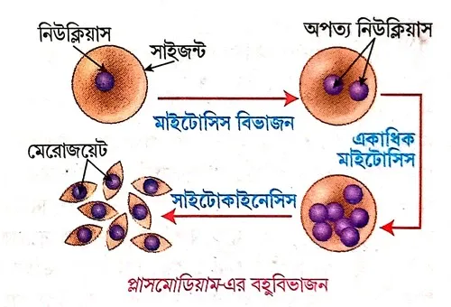 চিহ্নিত চিত্রের সাহায্যে প্লাসমোডিয়াম-এর বিভাজন পদ্ধতি বর্ণনা করো।