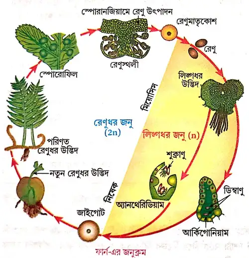 জনুক্রম কী রেখাচিত্রের সাহায্যে ফার্ন-এর জনুক্রম প্রক্রিয়া দেখাও ।