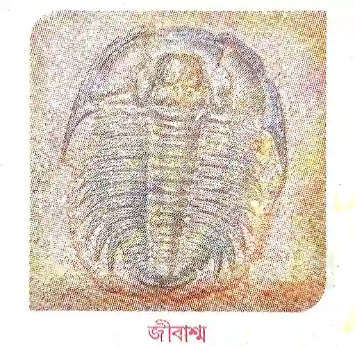 জীবাশ্ম বা ফসিল কাকে বলে