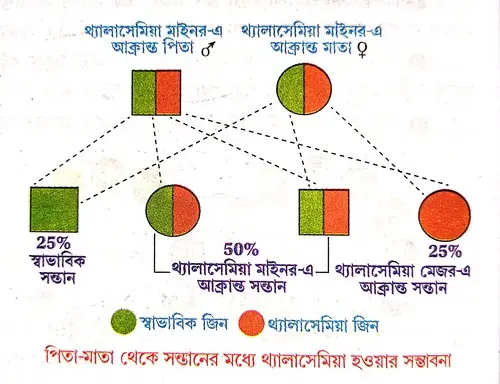 থ্যালাসেমিয়া ও জেনেটিক কাউন্সেলিং