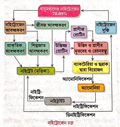 নাইট্রোজেন চক্র