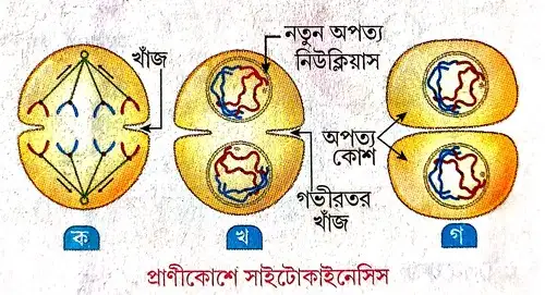 প্রাণীকোশের সাইটোকাইনেসিস