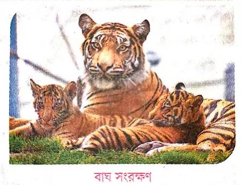 বাঘ সংরক্ষণ