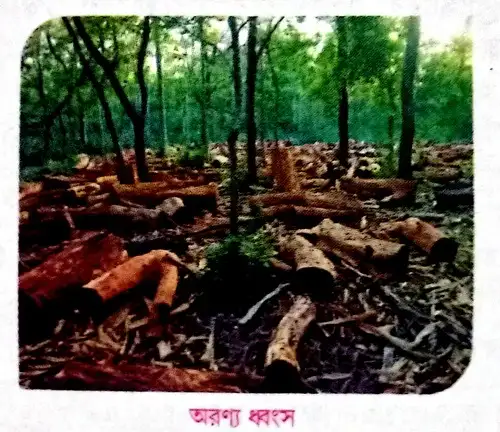 বায়ুতে কার্বন ডাইঅক্সাইড বৃদ্ধির দুটি কারণ উল্লেখ করো।