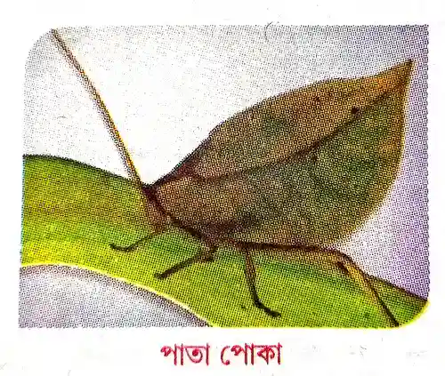 বায়োজেনি বা প্রাণের জৈবিক বিবর্তনের সংক্ষিপ্ত বিবরণ দাও ।