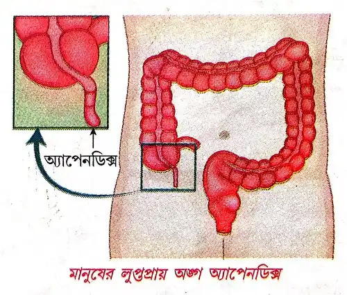 বিবর্তনের সপক্ষে নিষ্ক্রিয় অপঘটিত প্ৰমাণ