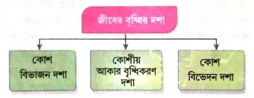 বৃদ্ধি ও বিকাশের প্রধান তিনটি দশার নাম লেখো। এদের সংক্ষিপ্ত বিবরণ দাও ।