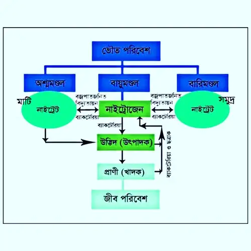 Class 10 Life Science Environment its resources and their conservation Nitrogen cycle