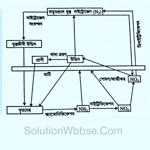 মাধ্যমিক জীবন বিজ্ঞান - পরিবেশ তার সম্পদ এবং তাদের সংরক্ষণ - নাইট্রোজেন চক্র