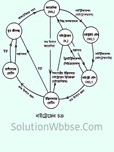 মাধ্যমিক জীবন বিজ্ঞান - পরিবেশ তার সম্পদ এবং তাদের সংরক্ষণ - নাইট্রোজেন চক্র