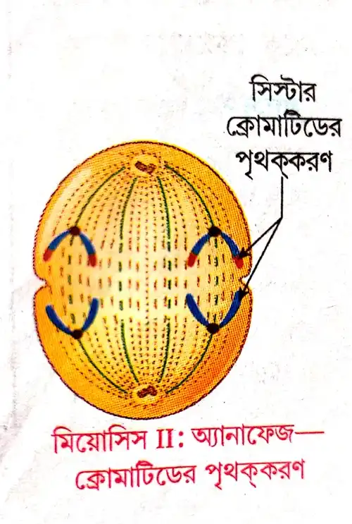 মিয়োসিস II-এর প্রধান বৈশিষ্ট্য