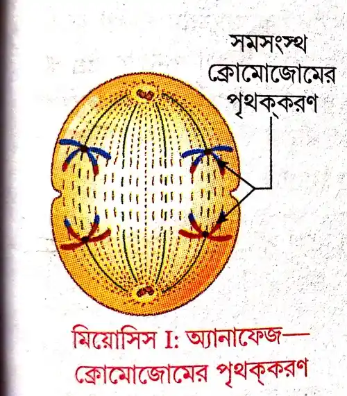 মিয়োসিস। এর প্রধান বৈশিষ্ট্য