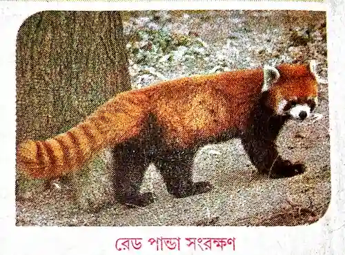 রেড পান্ডা সংরক্ষণ