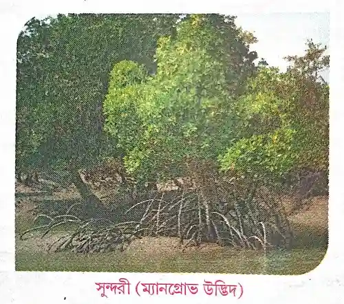 লবণাম্বু বা হ্যালোফাইট-জাতীয় উদ্ভিদ কাকে বলে