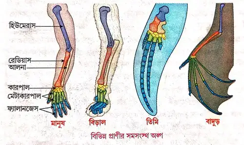 সমসংস্থ অঙ্গ কীভাবে জৈব অভিব্যক্তির সপক্ষে প্রমাণ হিসেবে কাজ করে তা বুঝিয়ে দাও ।