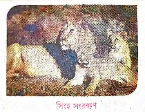 সিংহ সংরক্ষণ