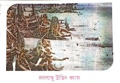 সুন্দরবনের সমস্যাগুলি বিস্তারিতভাবে বর্ণনা করো।