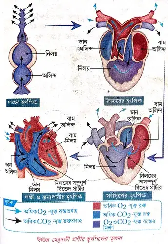 হৃৎপিণ্ড ঘটিত প্রমাণ